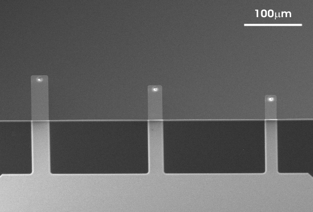 uniqprobe qp-BioAC  AFM プローブの上方から見たSEMイメージ　3本のカンチレバーと探針が見える