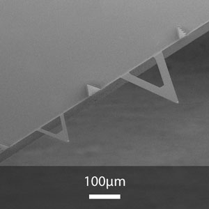 SEM image of XNC12 series AFM cantilevers
