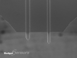 Top view SEM image of All-In-One-Tipless (AIO-TL) AFM cantilevers C&D