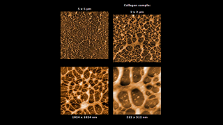 コラーゲンの表面形状