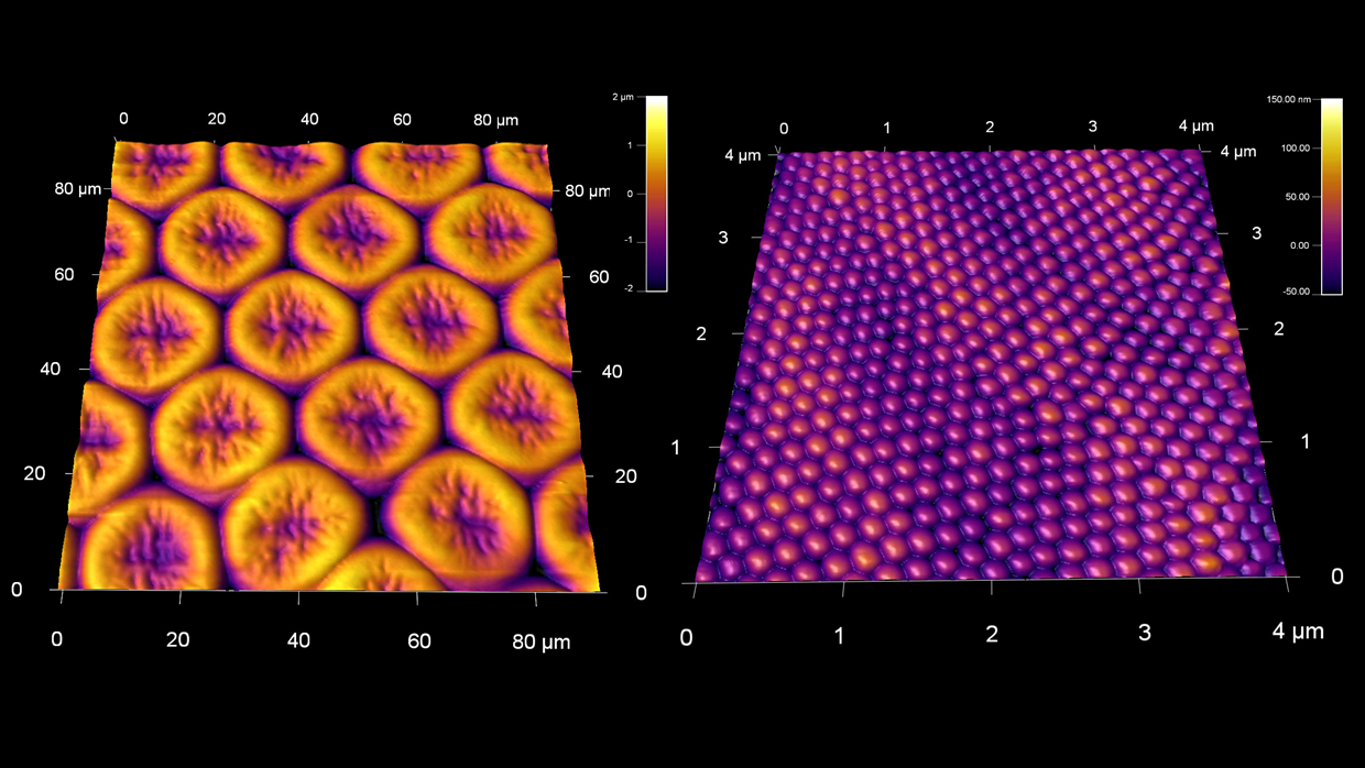 Micro and nanostructure of butterfly eye