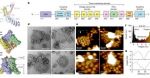 A pentameric TRPV3 channel with a dilated pore NanoWorld USC-F1.2-k0.15 AFM probes