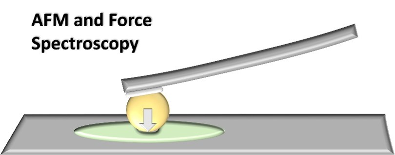 AFM and Force Spectroscopy - Colloidal AFM Probes by sQube