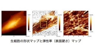 生細胞の表面形状（左）と弾性率マップ（中央）と黄色□部分の拡大イメージ