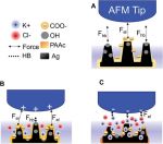 MikroMasch HQ: CSC37/No Al probes were recently used in a study by Lee, Shrotriya and Espinosa-Marzal titled “Responsiveness of Charged Double Network Hydrogels to Ionic Environment”